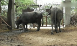 猩猩交配视频,揭秘灵长类动物的交配奥秘